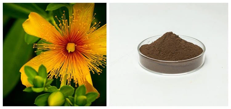 St. John's Wort Extract Powder
