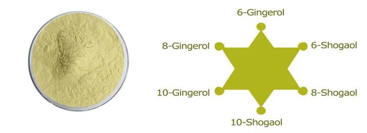 Ginger Extract Powder 5% gingerol-6 Ingredients