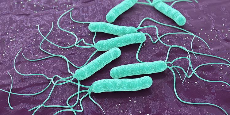 H pylori