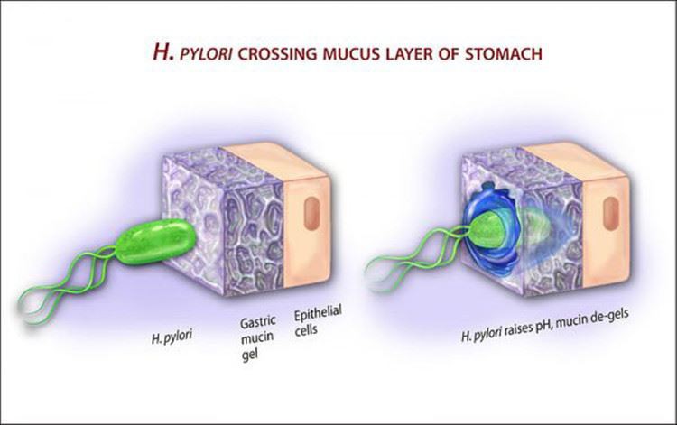 H Pylori Crossing Mucus Layer of Stomach