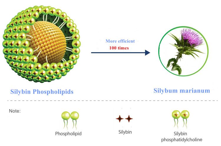 Silybin Phospholipids compared to Silymarin