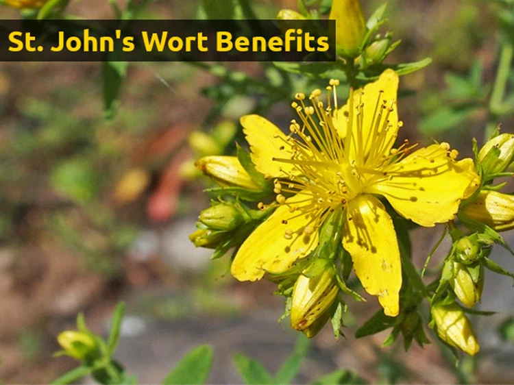 St. John's Wort Benefits