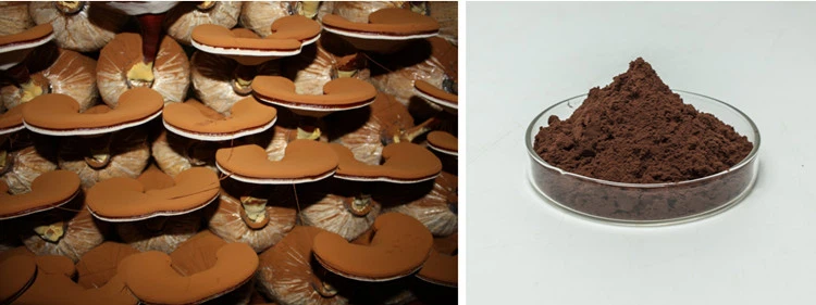product-750-281 Reishi Mushroom Spore and Reishi Mushroom Spore Powder