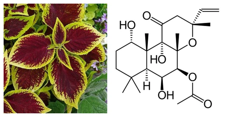 Coleus Forskohlii and Forskolin Chemical Structure