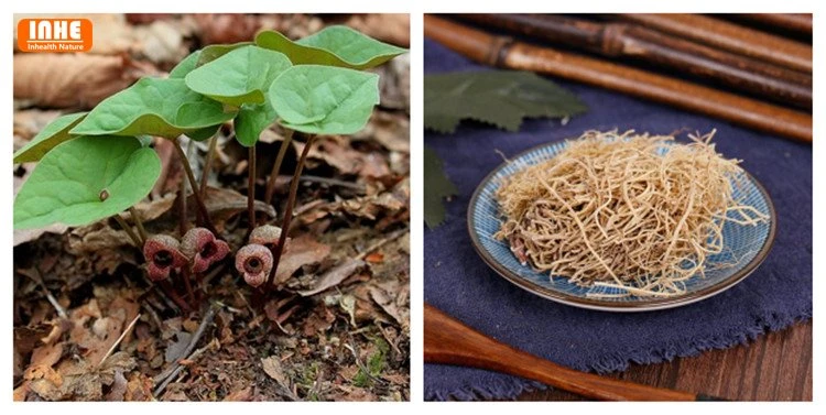 Asarum Sieboldii and its Roots