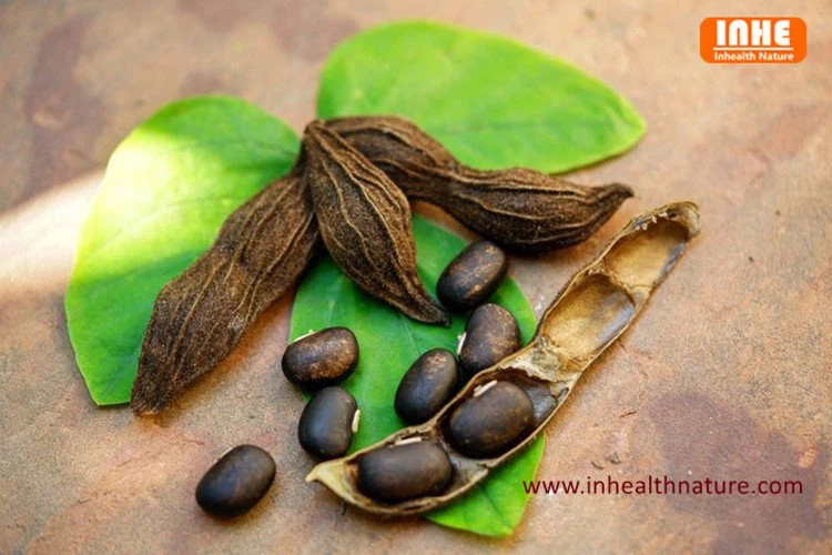 Mucuna Pruriens