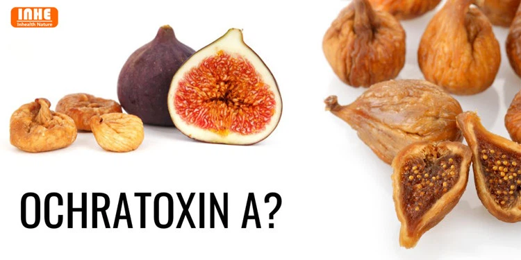 What is Ochratoxin A