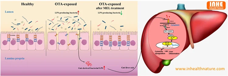 Harmful Effects on Liver of Ochratoxin A