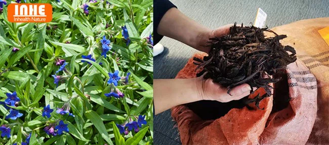 Gromwell Root Co2 Extract Raw materials