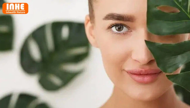 Health Benefits of Gromwell Root Co2 Extract for Skin