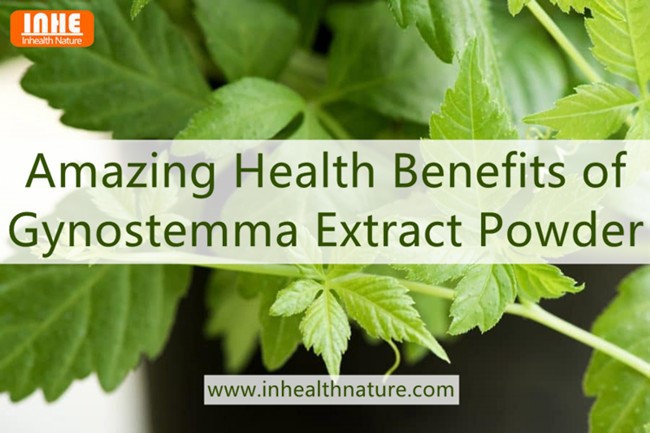Amazing Health Benefits of Gynostemma Extract Powder