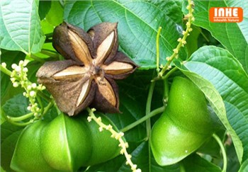 Why is Sacha Inchi Seed Oil a Promising Raw Material?