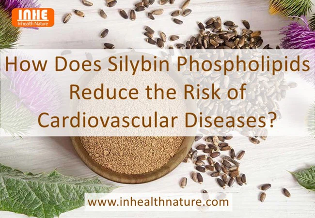 How Does Silybin Phospholipids Reduce the Risk of Cardiovascular Diseases How Does Silybin Phospholipids Reduce the Risk of Cardiovascular Diseases