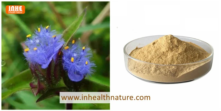 Cyanoitis Aarchnoidea and Cyanotis Arachnoidea Root Extract Cyanoitis Aarchnoidea and Cyanotis Arachnoidea Root Extract
