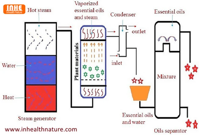 Why Choose Steam Distillation to Extract Wormwood Essential Oil