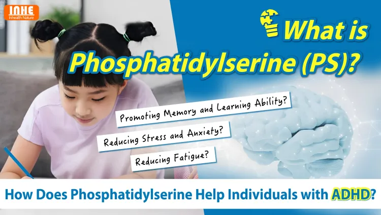How Does Phosphatidylserine Powder Help ADHD