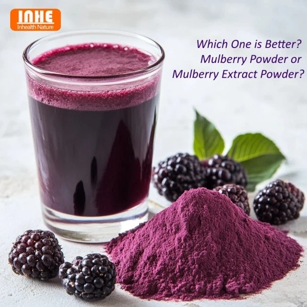 Which One is Better Mulberry Powder or Mulberry Extract Powder Which One is Better Mulberry Powder or Mulberry Extract Powder