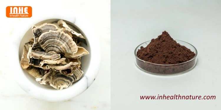 Turkey Tail Mushroom and Turkey Tail Mushroom Powder