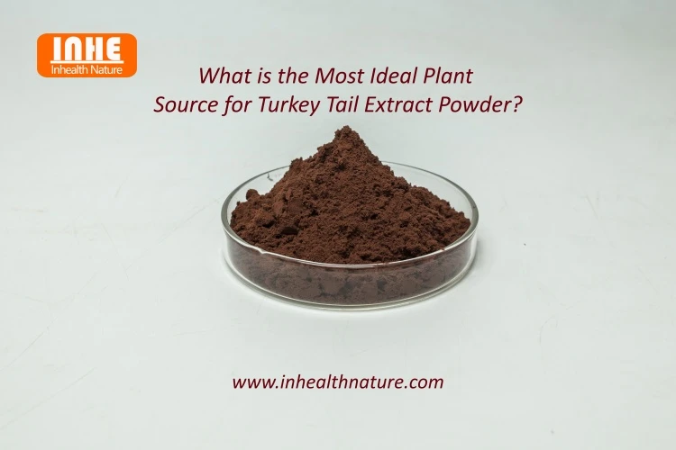 What is the Most Ideal Plant Source for Turkey Tail Extract Powder What is the Most Ideal Plant Source for Turkey Tail Extract Powder