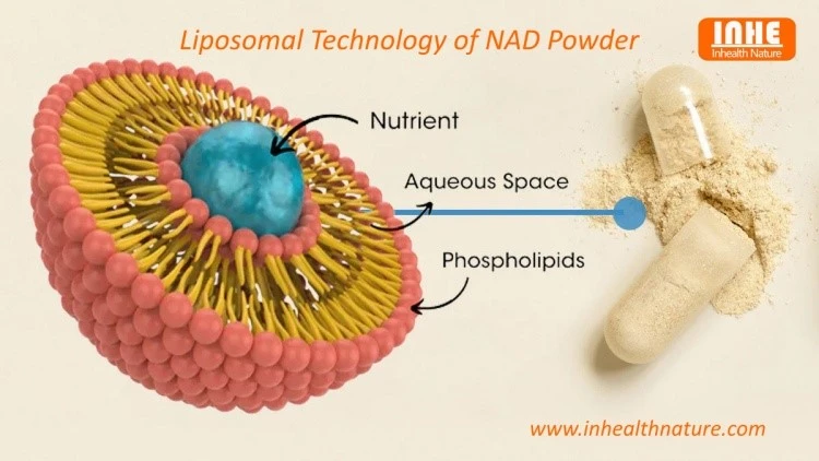 Liposomal Technology of NAD Powder Liposomal Technology of NAD Powder