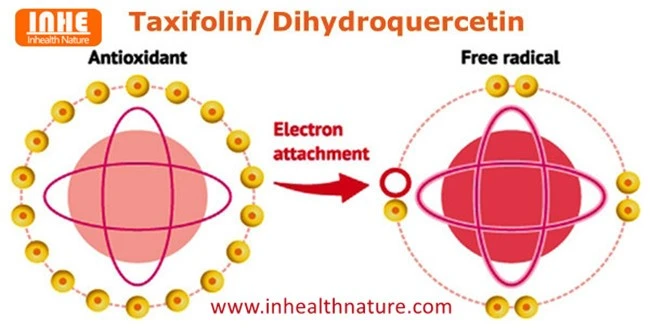 Taxifolin Powder Antioxidant Property Taxifolin Powder Antioxidant Property