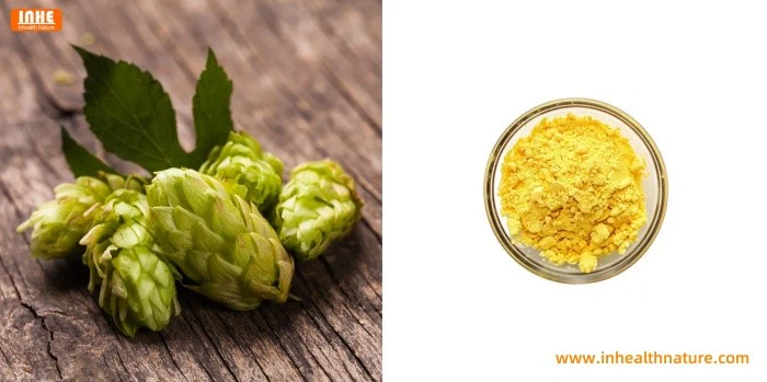 Hops and Hops Xanthohumol Powder