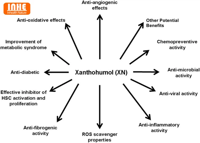 Xanthohumol Benefits