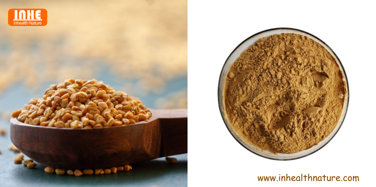 Fenugreek Seeds and Fenugreek Extract Powder Fenugreek Seeds and Fenugreek Extract Powder