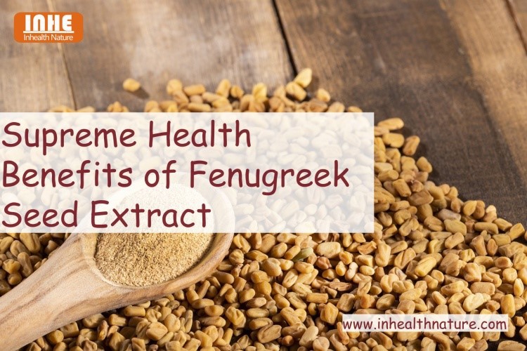 Supreme Health Benefits of Fenugreek Seed Extract Supreme Health Benefits of Fenugreek Seed Extract
